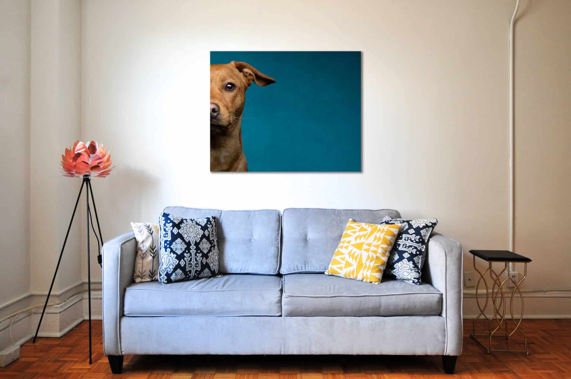 Aluminium dog portrait wall art by Mark Hewitson Photography