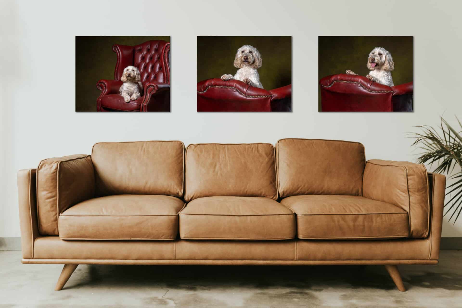Dog portrait wall art collection by Mark Hewitson Photography