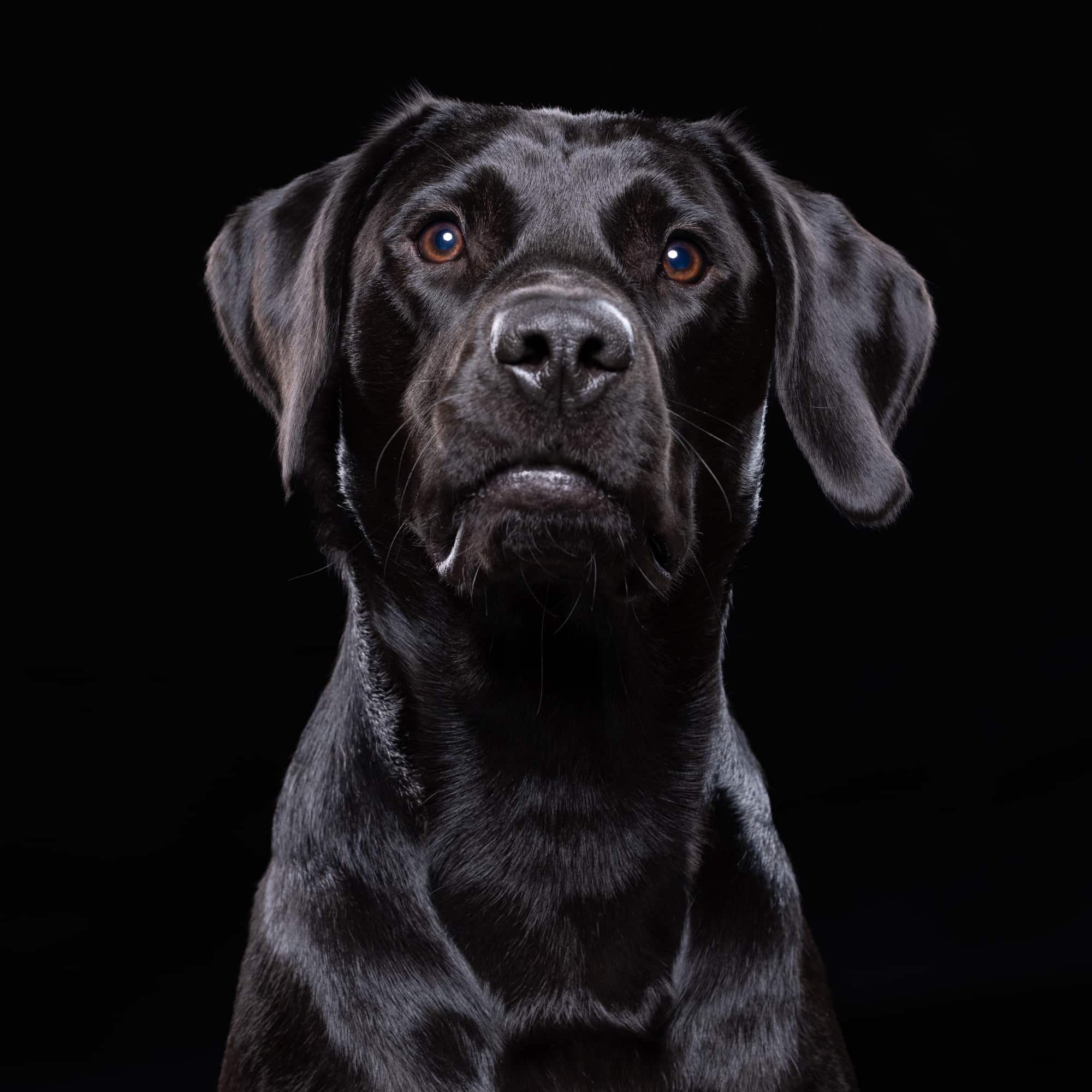 Fine art black labrador portrait by Mark Hewitson Photography