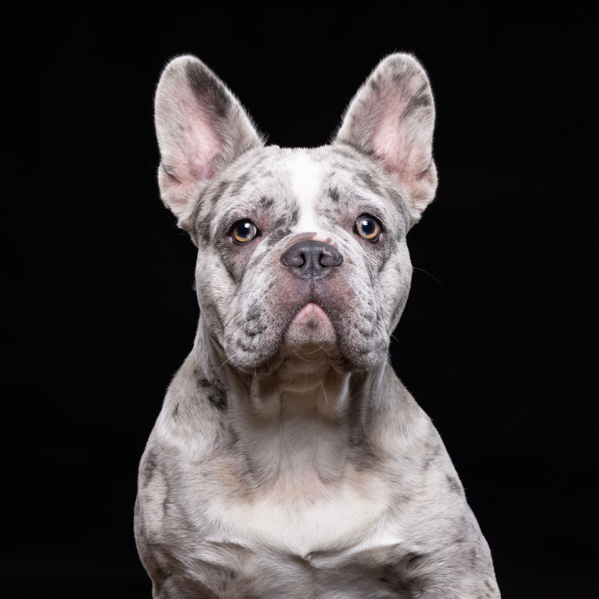 Fine art French bulldog portrait on a black background by Mark Hewitson Photography