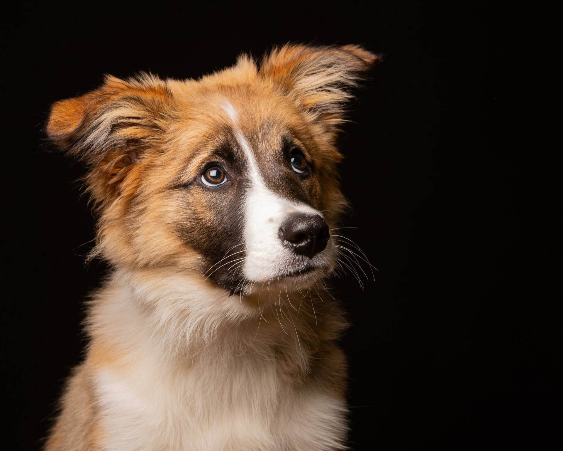 Fine art puppy portrait on a black background by Mark Hewitson Photography