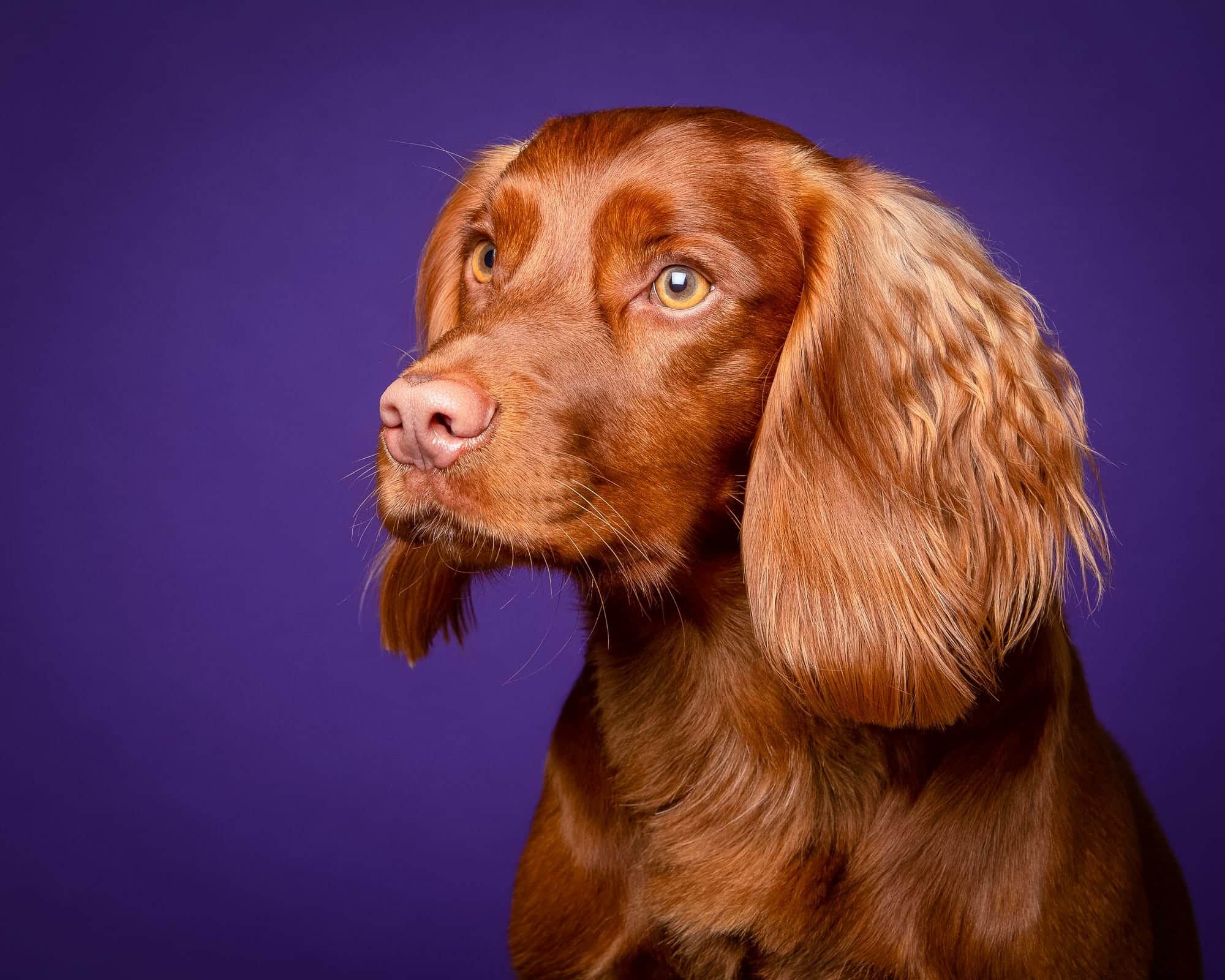 Fine art red spaniel portrait by Mark Hewitson Photography