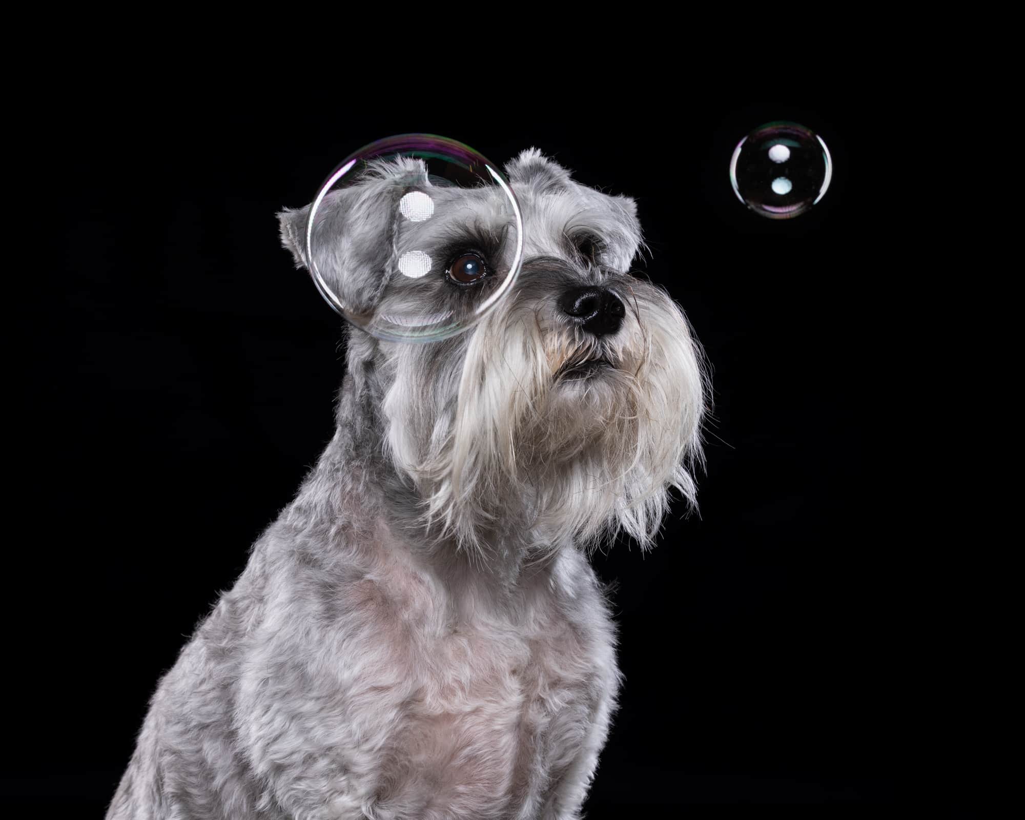 Fine art schnauzer portrait by Mark Hewitson Photography