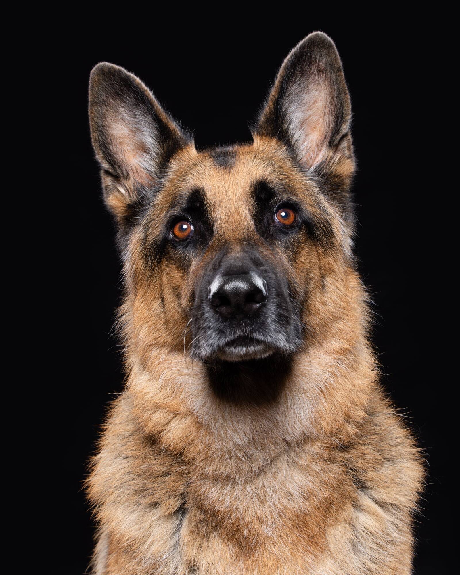 Fine art shepherd portrait by Mark Hewitson Photography