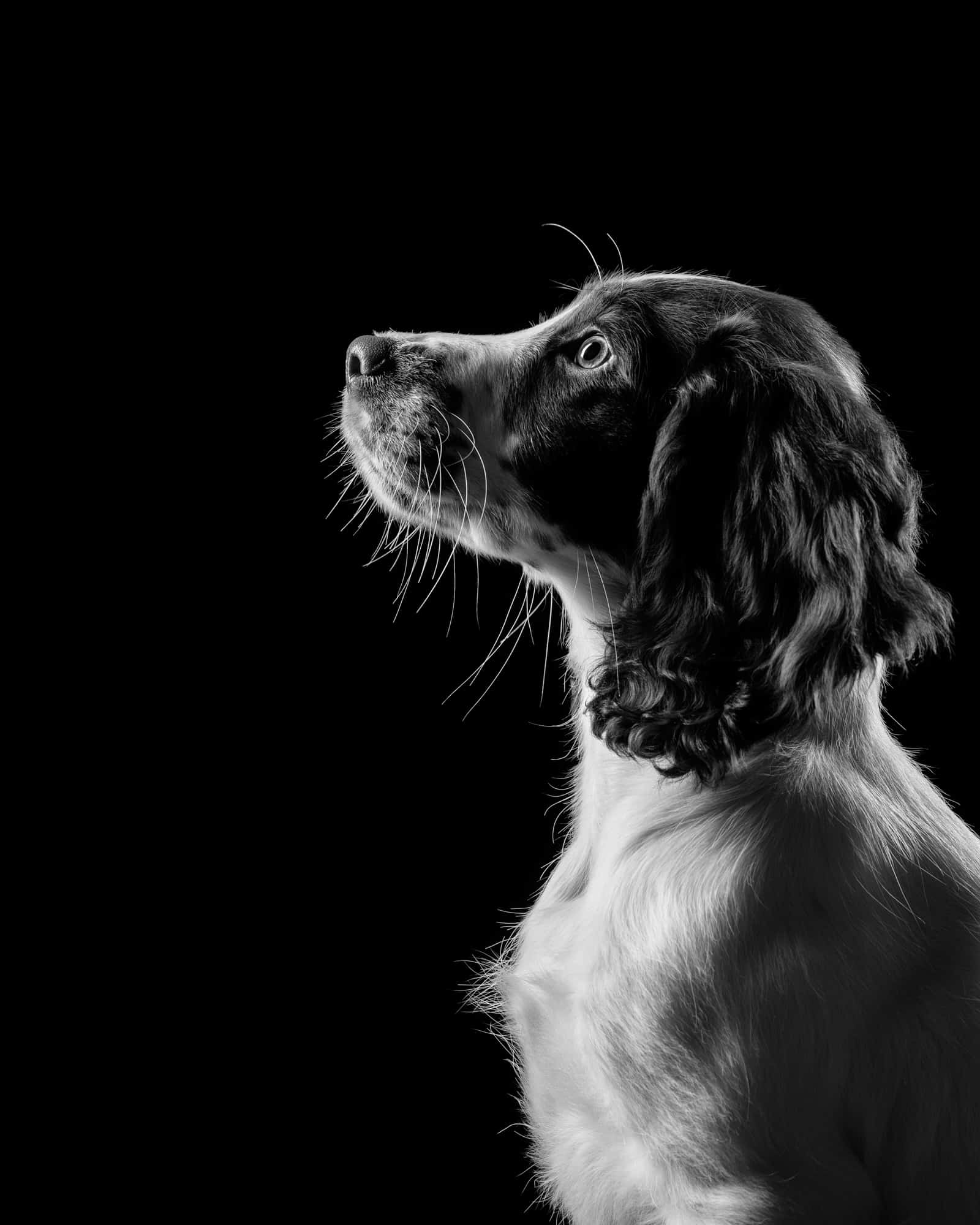 Black and white spaniel profile portrait by Mark Hewitson Photography